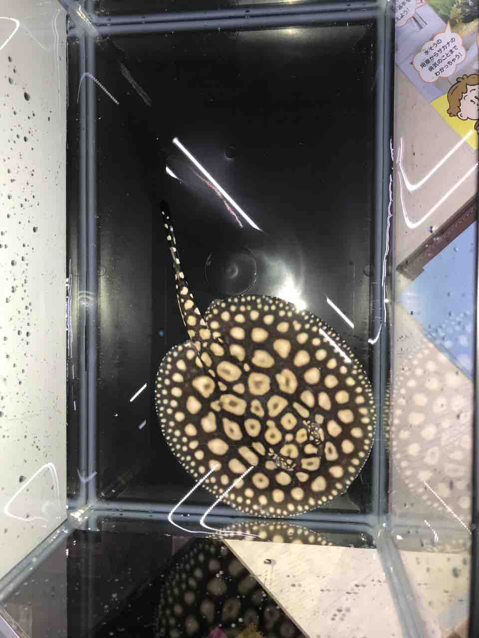 綺麗なダイヤ入荷 : 大型熱帯魚屋 ZEEBRA