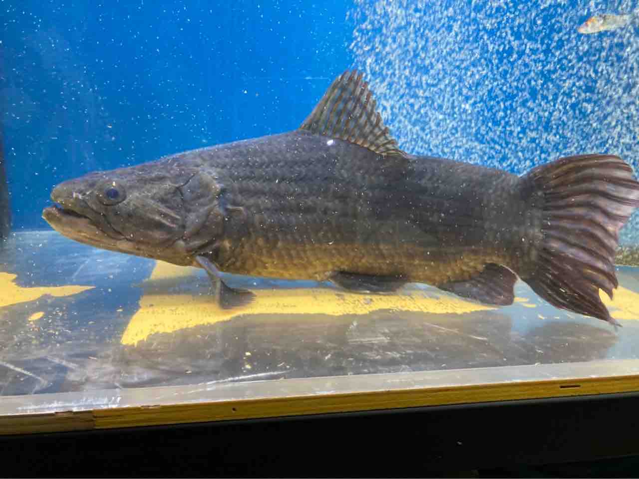 アイマラ ベネズエラ リアルタライロン50オーバー太さ、ショートに