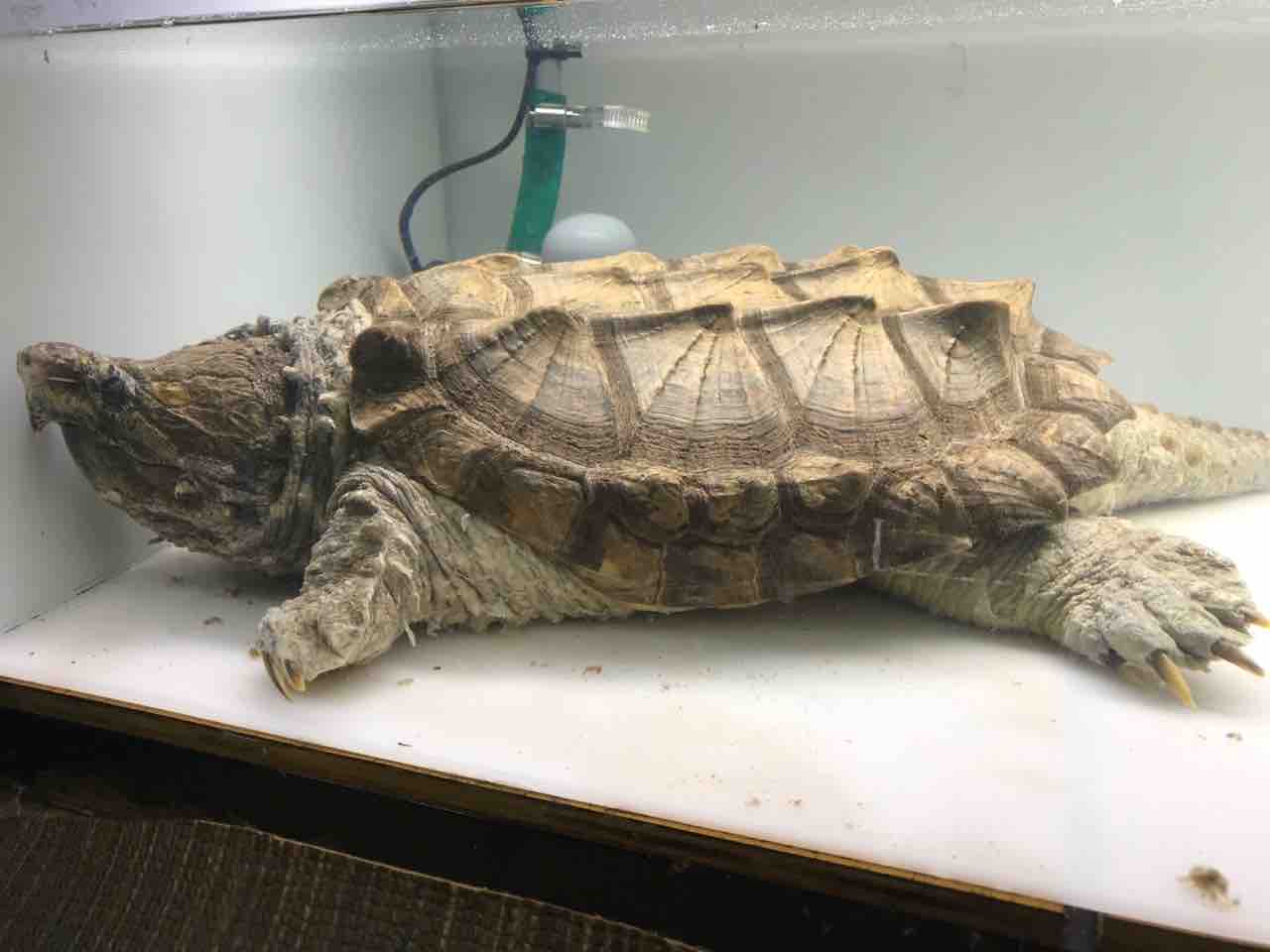 激安 25万 確定30ちょいワニガメ 大型熱帯魚屋 Zeebra 激安 25万 確定30ちょいワニガメ 大型熱帯魚屋 Zeebra