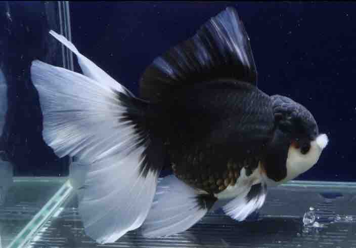 明日ハーフムーン色々入荷します白黒パンダで可愛いです 大型熱帯魚屋 Zeebra