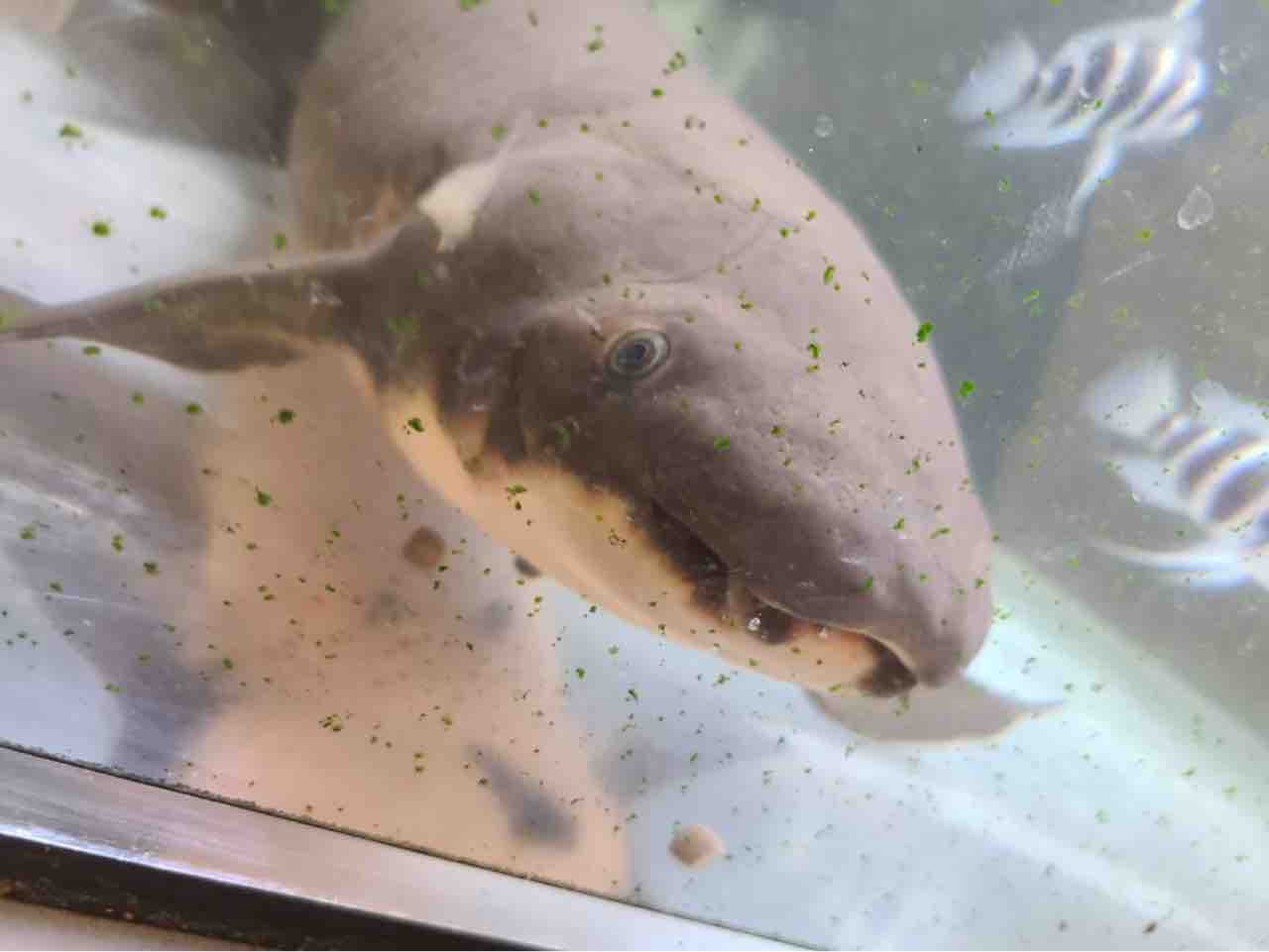 ネオケラ 引き取り魚 現在商談中‼️