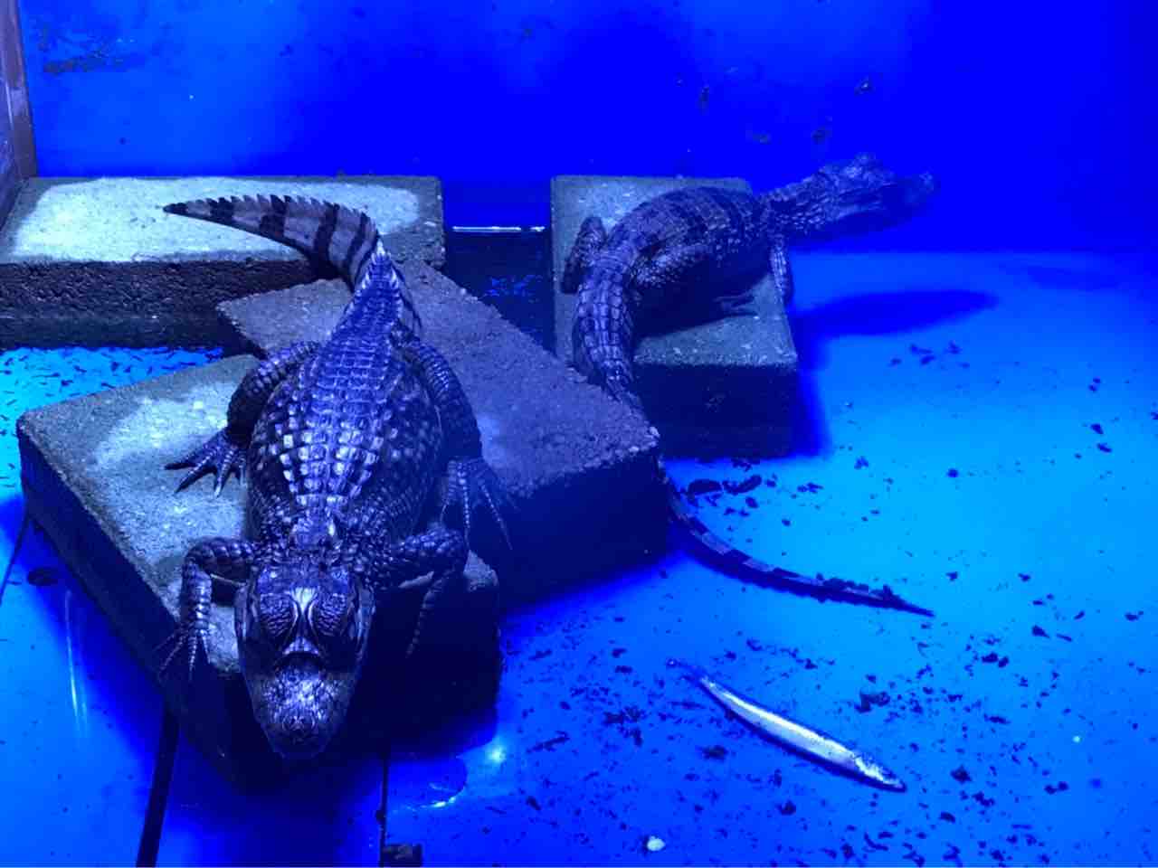 大型熱帯魚屋  ZEEBRA
      メガネカイマンもラスト二匹です