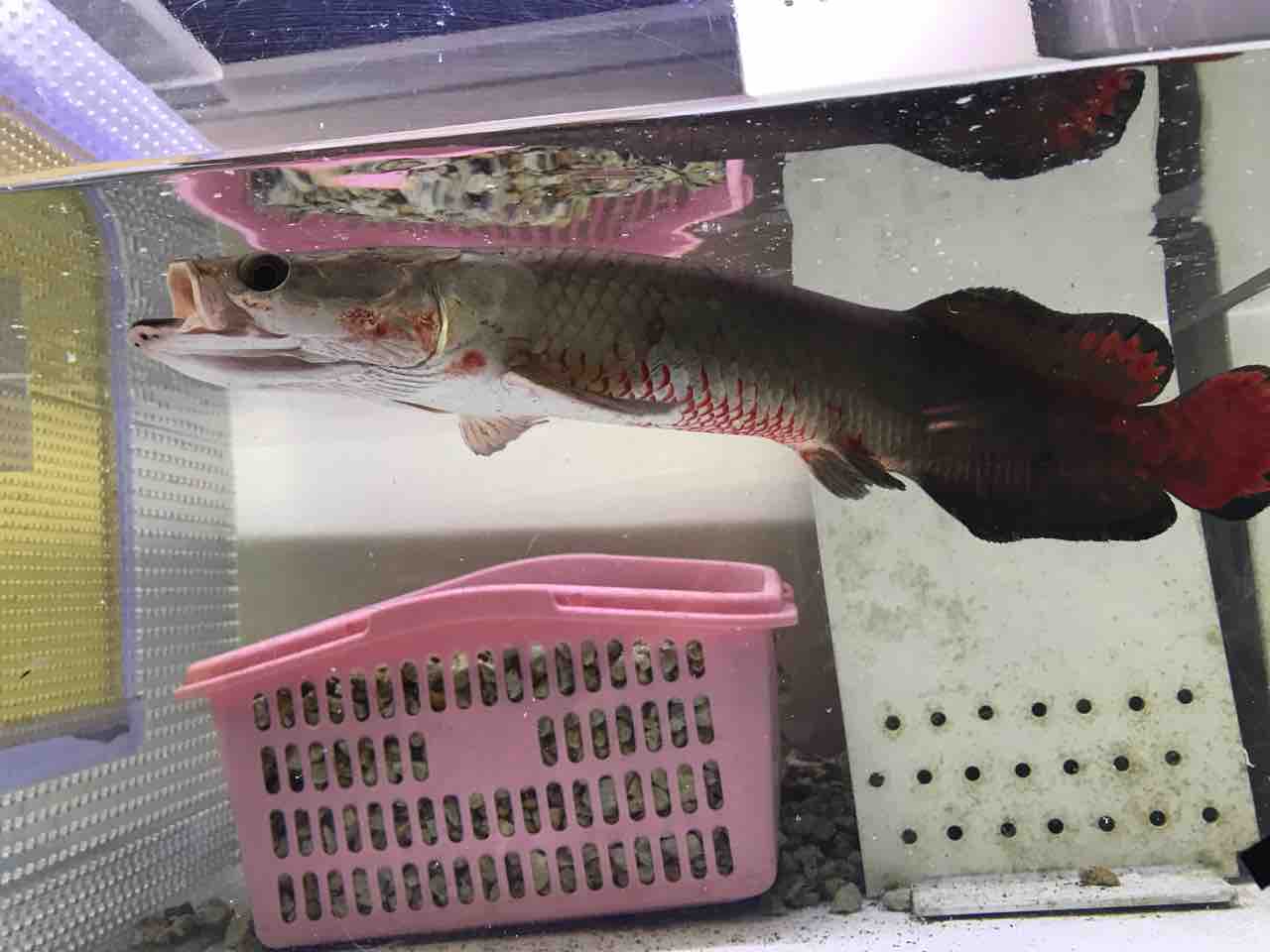 レッドピラルク40センチ入荷 大型熱帯魚屋 Zeebra レッドピラルク40センチ入荷 大型熱帯魚屋 Zeebra
