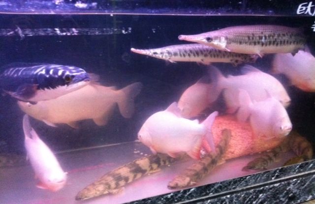 アルビノコロソマ 熱帯魚