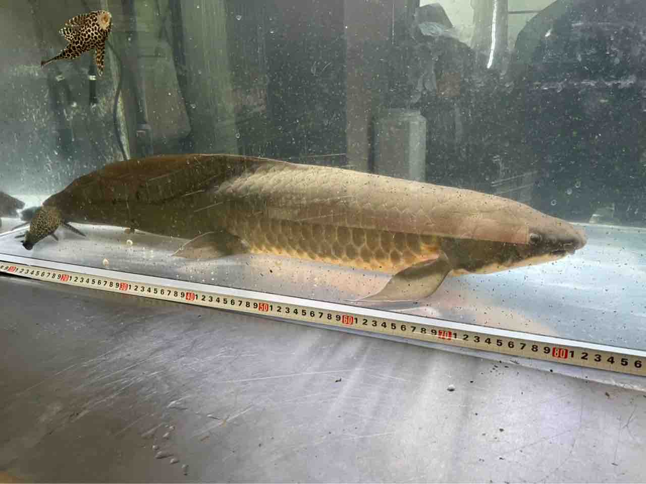 委託販売ネオケラ50万 引き取り先は京都ですベビーから3年生です 大型熱帯魚屋 Zeebra 委託販売ネオケラ50万 引き取り先は京都ですベビーから3年生です 大型熱帯魚屋 Zeebra