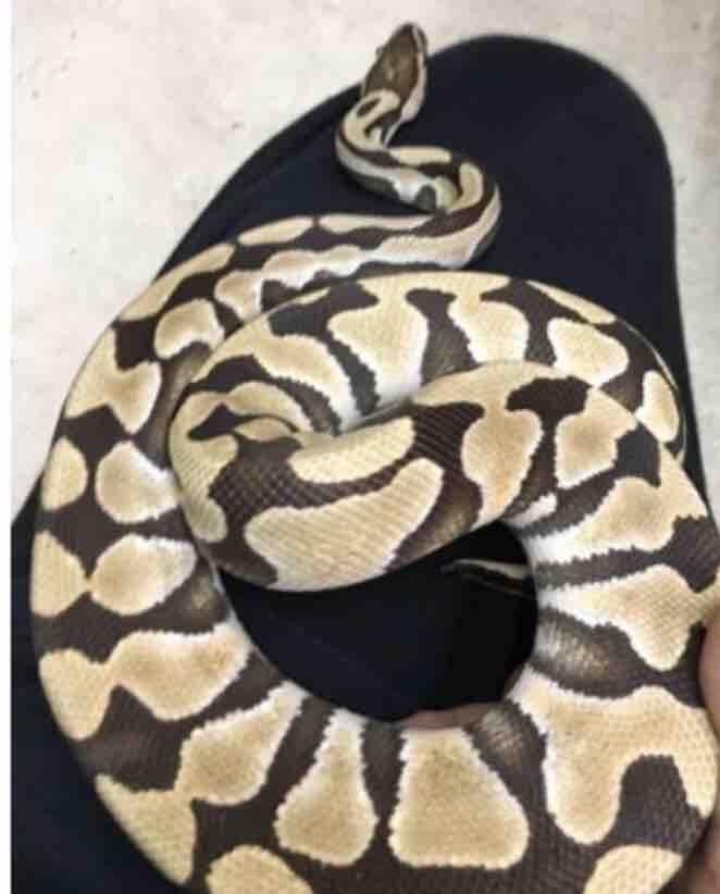 ボールパイソン デザートゴースト ４万 大型熱帯魚屋 Zeebra