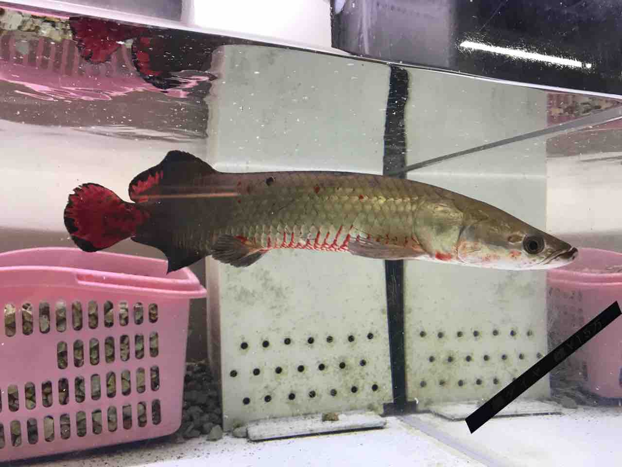 レッドピラルク40センチ入荷 大型熱帯魚屋 Zeebra レッドピラルク40センチ入荷 大型熱帯魚屋 Zeebra