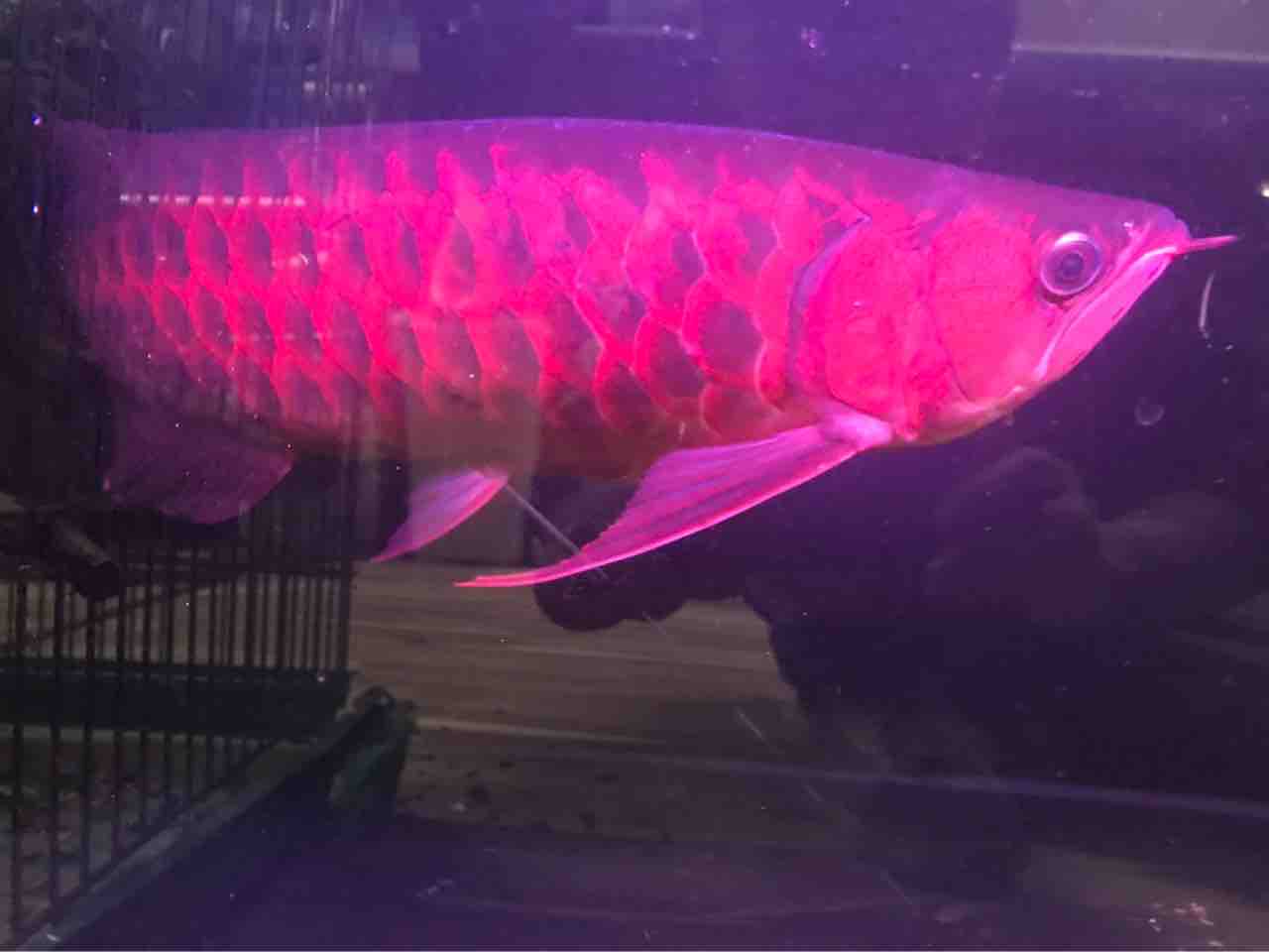 赤いスーパーレッド入荷50センチ12万 大型熱帯魚屋 Zeebra 赤いスーパーレッド入荷50センチ12万 大型熱帯魚屋 Zeebra