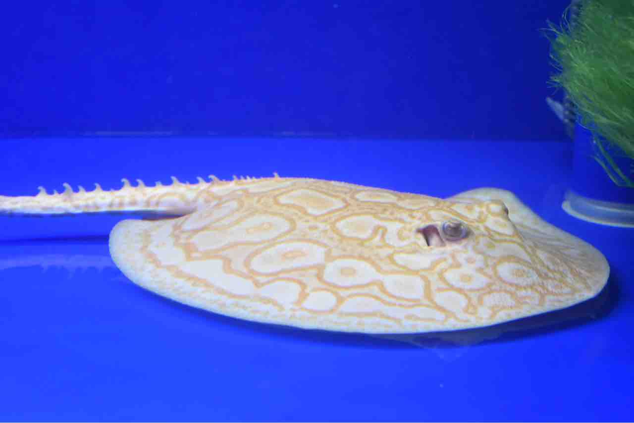 アルビノクロコ25センチ前後入荷します : 大型熱帯魚屋 ZEEBRA
