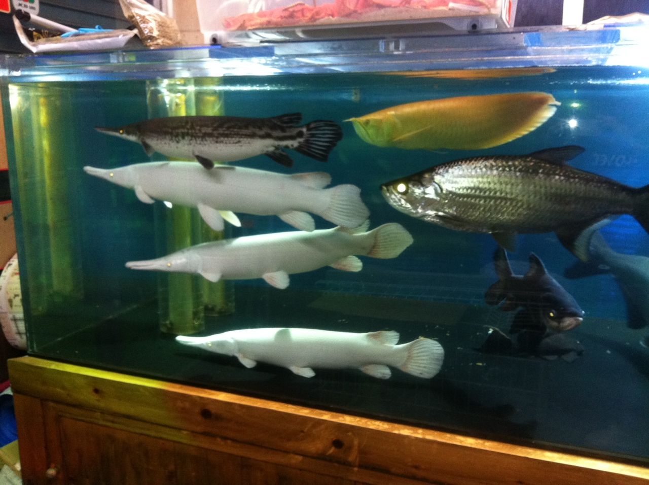 大型魚色々水槽 笑 大型熱帯魚屋 Zeebra
