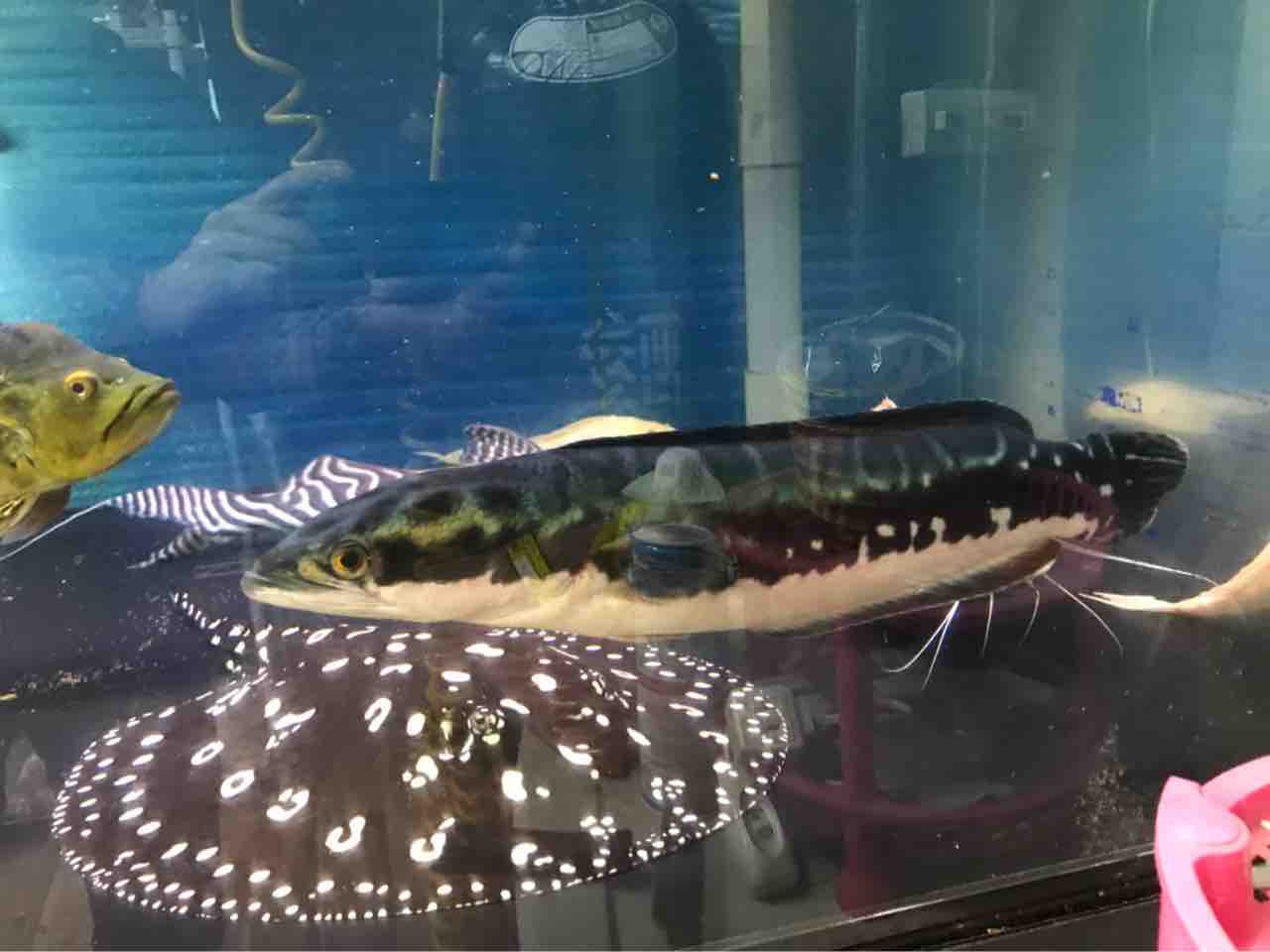 スネークヘッド40センチある無し : 大型熱帯魚屋 ZEEBRA