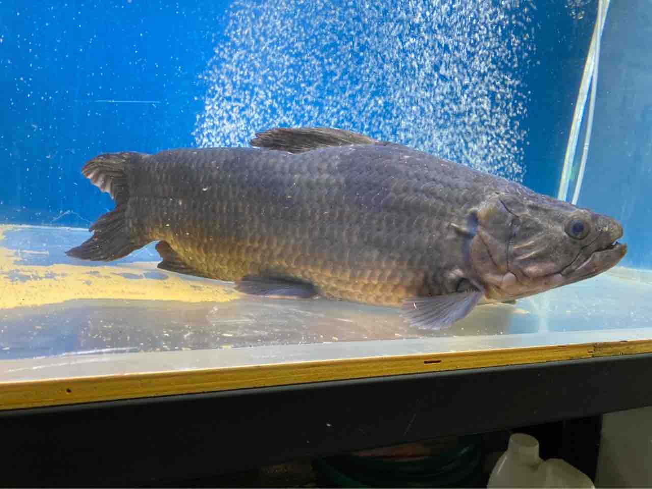 アイマラ ベネズエラ リアルタライロン50オーバー太さ、ショートに 