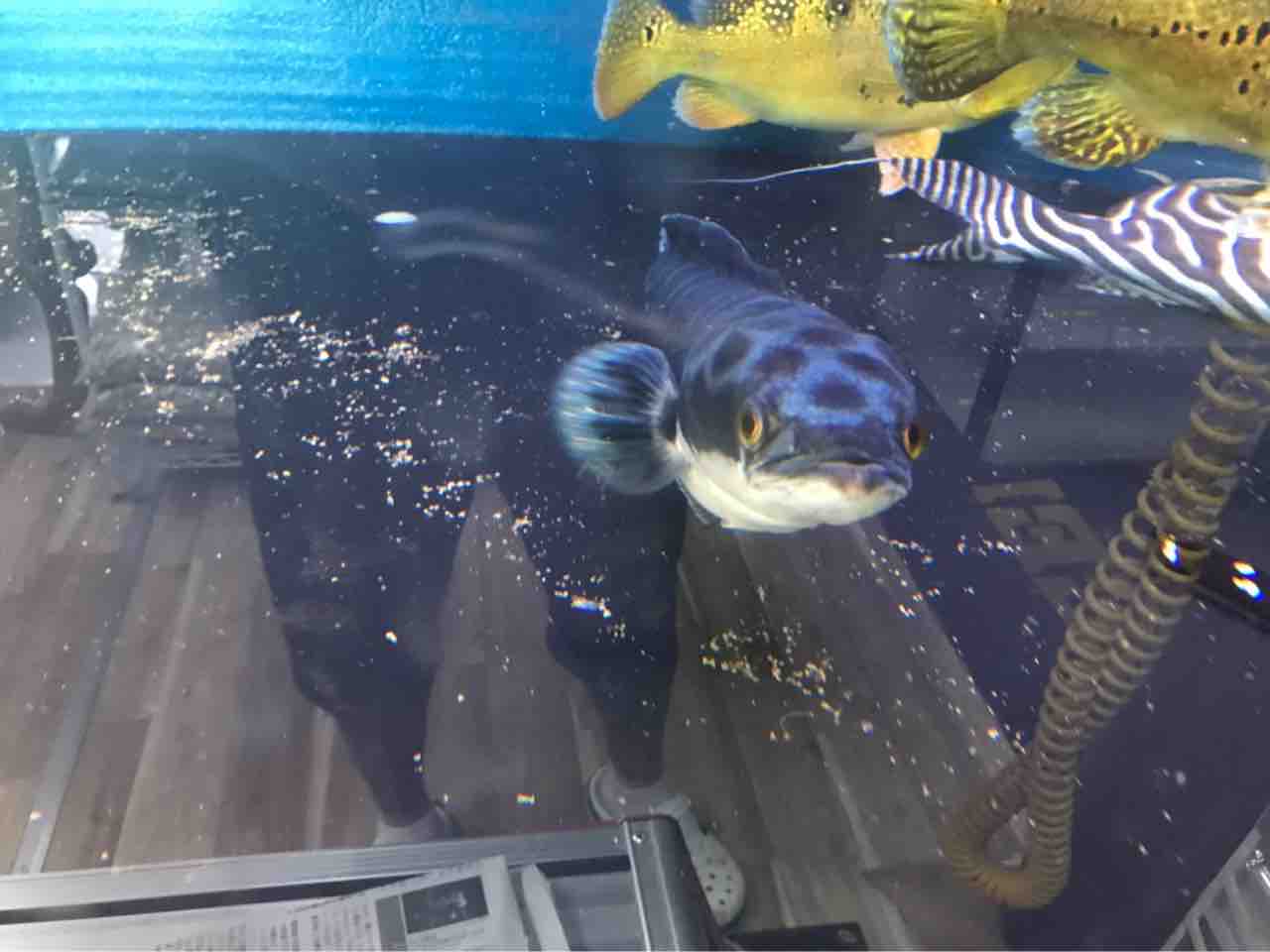 スネークヘッド.40センチ スネークヘッド40センチある無し : 大型熱帯魚屋 ZEEBRA