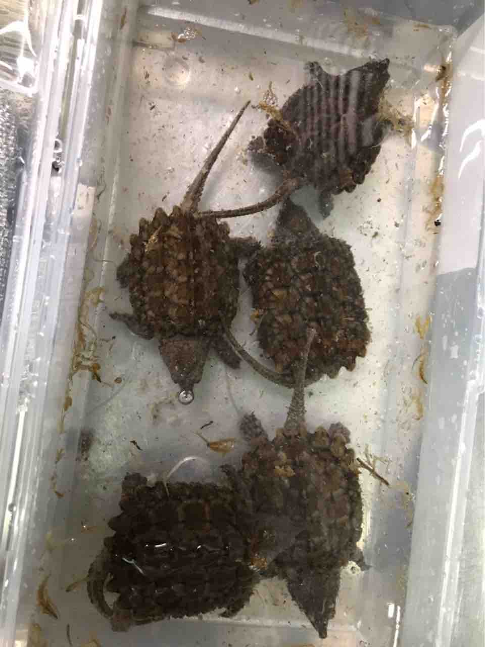 ワニガメも今年6月で終了します 大型熱帯魚屋 Zeebra ワニガメも今年6月で終了します 大型熱帯魚屋 Zeebra