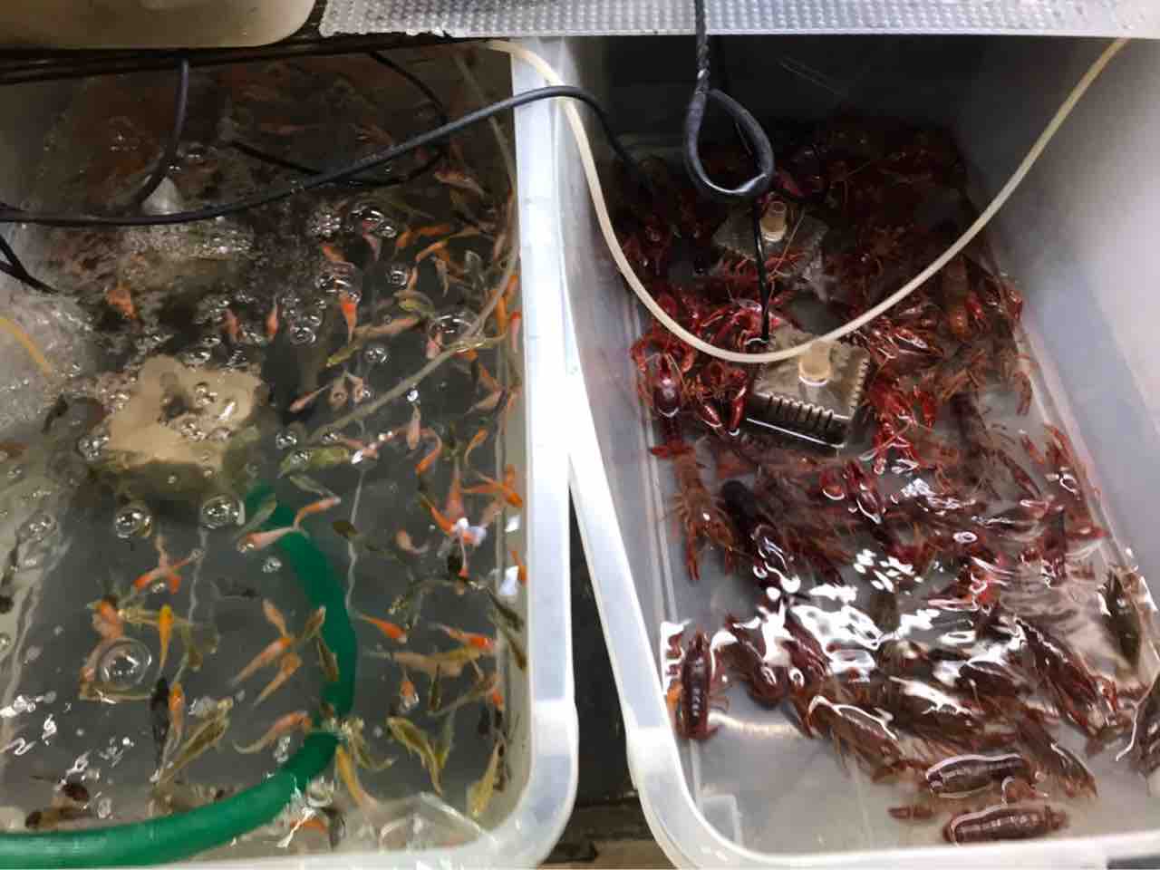 餌用鯉、ザリガニ大量入荷 : 大型熱帯魚屋 ZEEBRA - 6262b4b9