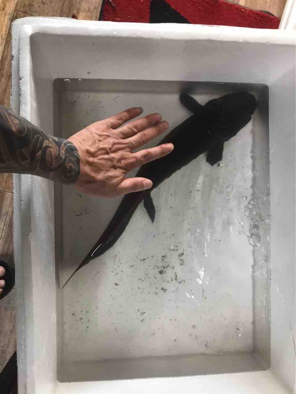 ネオケラ 引き取り魚 現在商談中‼️