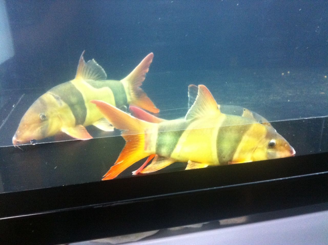 ジャンボクラウンローチ 大型熱帯魚屋 Zeebra