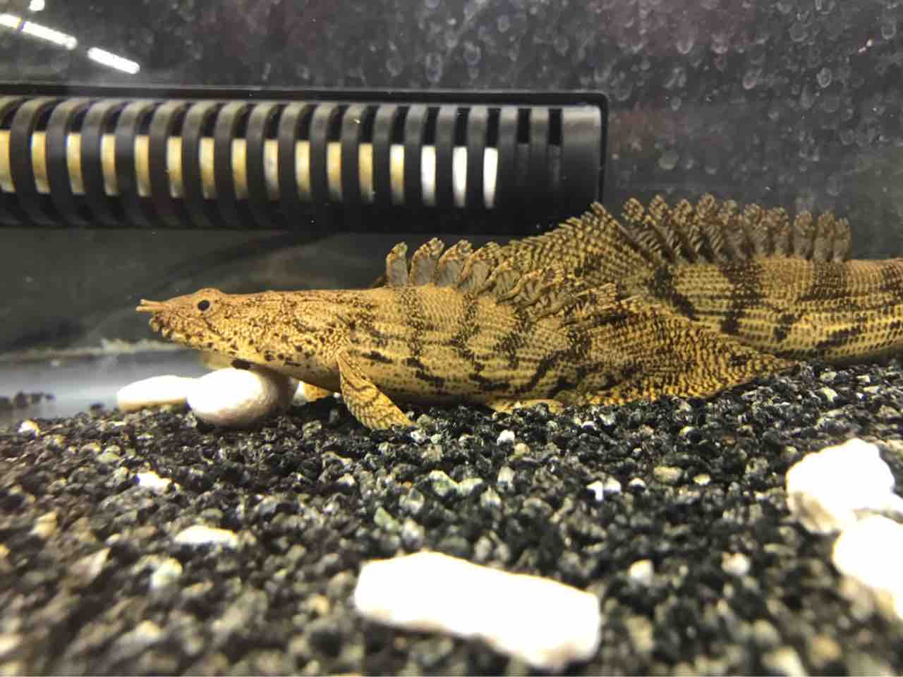 大型熱帯魚屋  ZEEBRA
      ショートも毎日餌漬けしたらプリプリになってきました