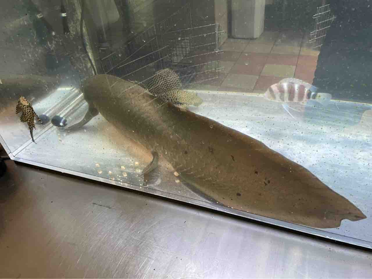 委託販売ネオケラ50万 引き取り先は京都ですベビーから3年生です 大型熱帯魚屋 Zeebra 委託販売ネオケラ50万 引き取り先は京都ですベビーから3年生です 大型熱帯魚屋 Zeebra