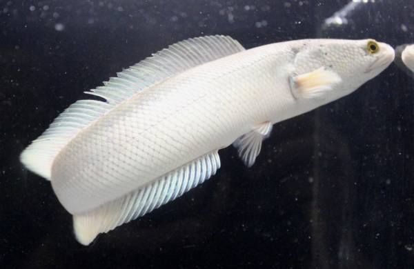 プラチナライギョ 大型熱帯魚屋 Zeebra プラチナライギョ 大型熱帯魚屋 Zeebra