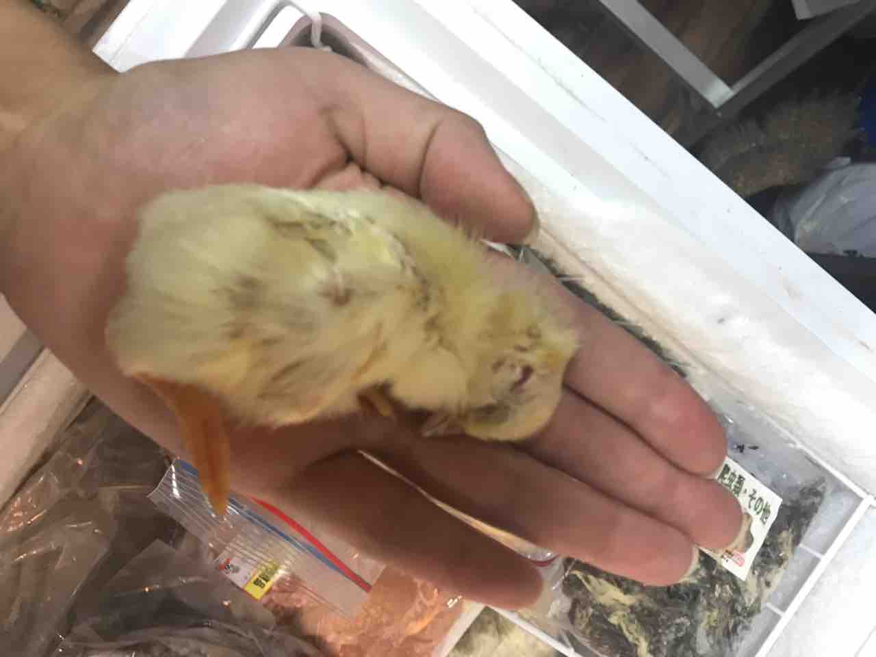 冷凍ヒヨコ 大量入荷してます 大型熱帯魚屋 Zeebra 冷凍ヒヨコ 大量入荷してます 大型熱帯魚屋 Zeebra