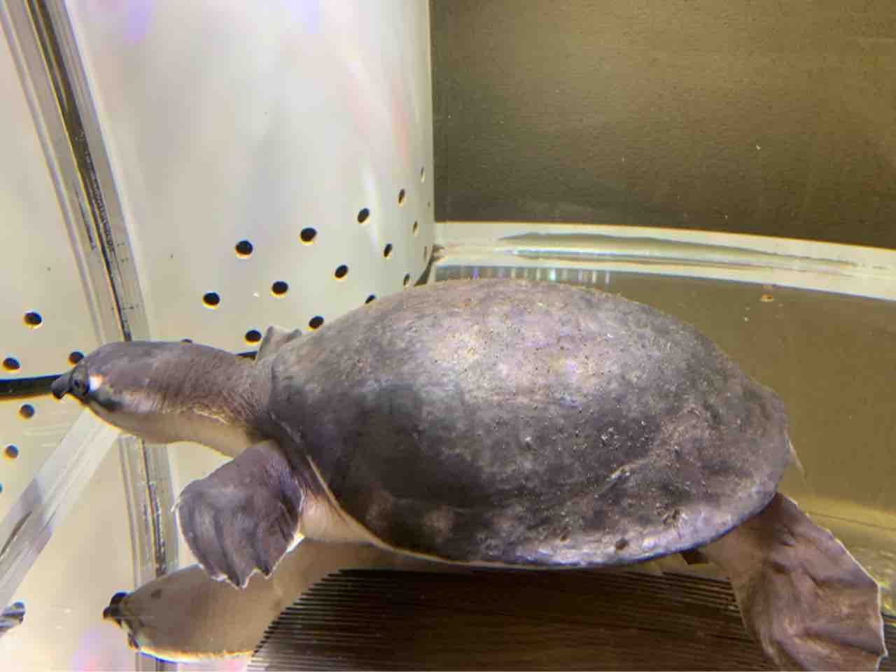 近日中にスッポンモドキ入荷します 大型熱帯魚屋 Zeebra 近日中にスッポンモドキ入荷します 大型熱帯魚屋 Zeebra
