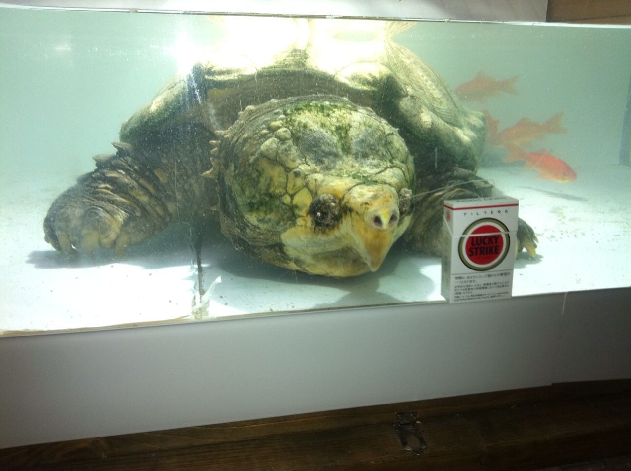 超巨大黄色ワニガメ入荷 大型熱帯魚屋 Zeebra