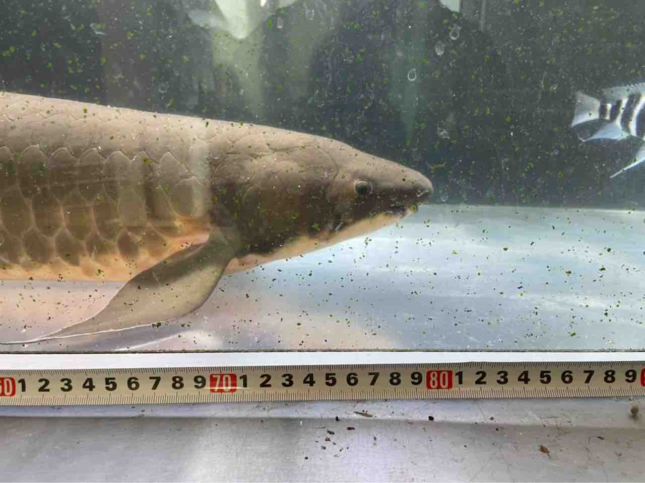 委託販売ネオケラ50万 引き取り先は京都ですベビーから3年生です 大型熱帯魚屋 Zeebra 委託販売ネオケラ50万 引き取り先は京都ですベビーから3年生です 大型熱帯魚屋 Zeebra