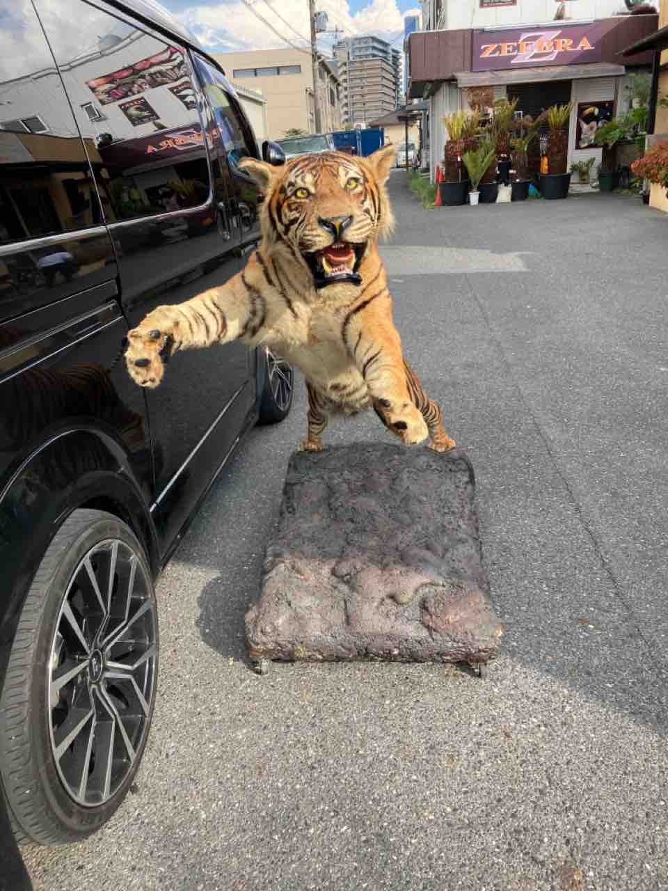 激渋かなり綺麗な虎入荷🐯 : 大型熱帯魚屋 ZEEBRA
