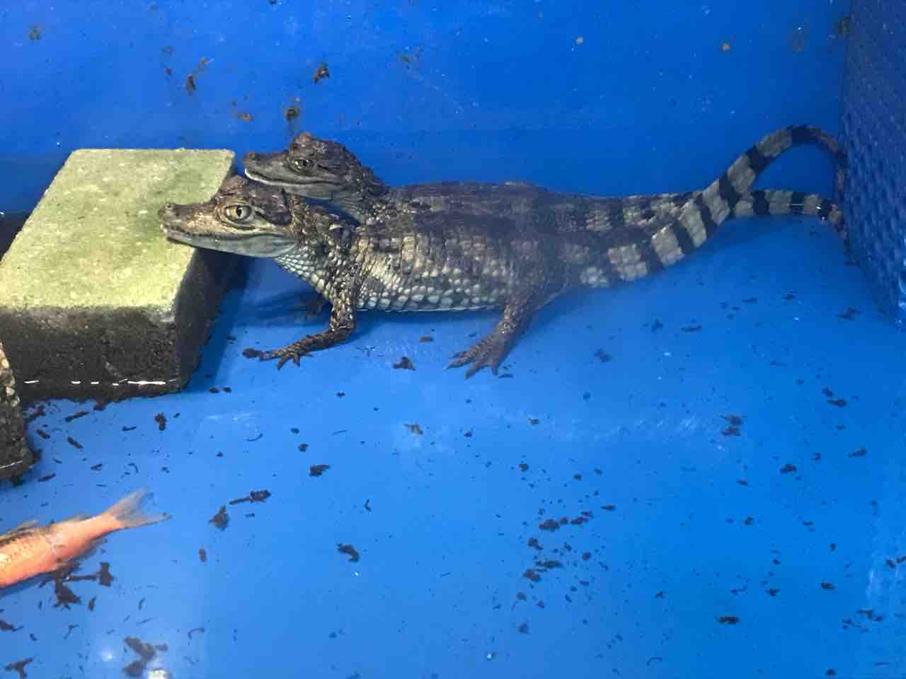 メガネカイマンラスト二匹です? : 大型熱帯魚屋 ZEEBRA