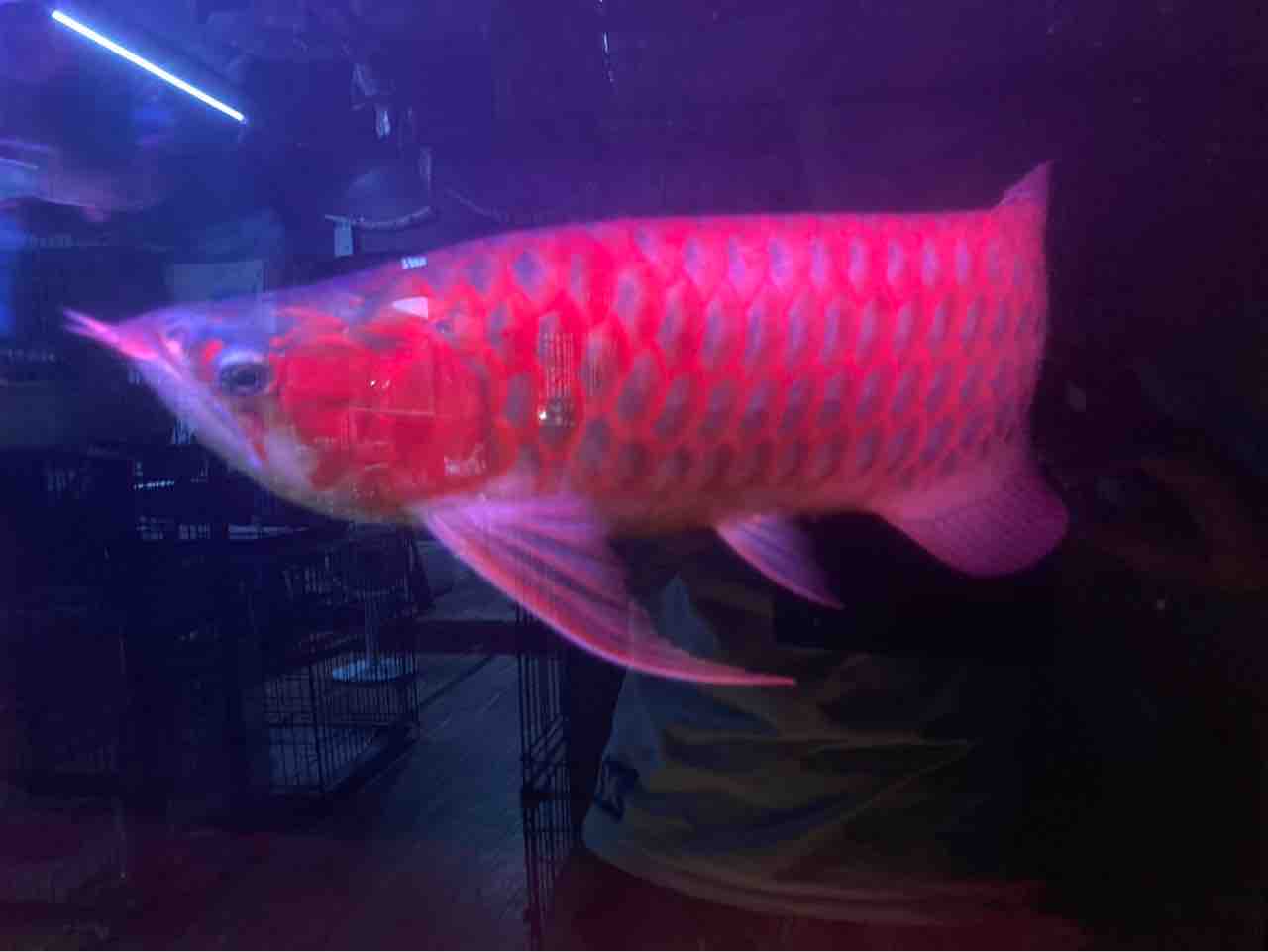 血紅龍50センチ : 大型熱帯魚屋 ZEEBRA