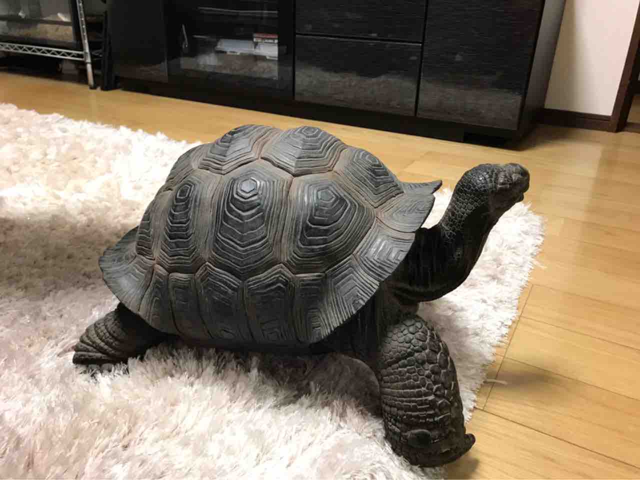Ron Hermanで限定発売 カメ リクガメ：ガラパゴスゾウガメ フィギュア 