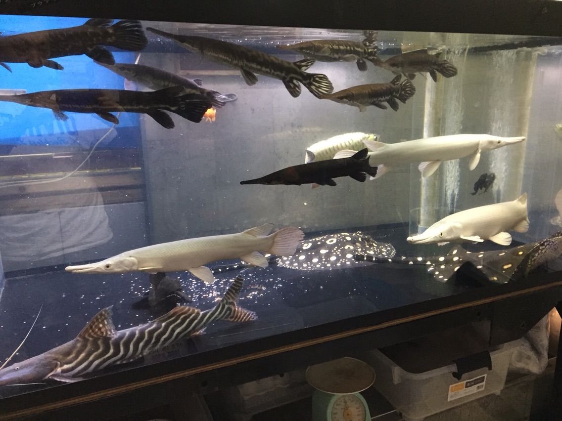 混泳水槽 大型熱帯魚屋 Zeebra 混泳水槽 大型熱帯魚屋 Zeebra