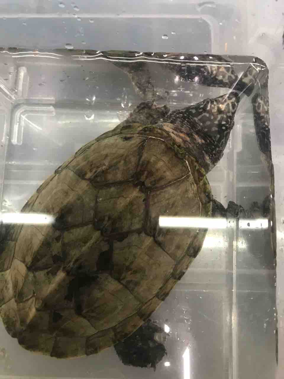 極美ホワイトマーブル ジャイアントマスクタートル 激安各円 大型熱帯魚屋 Zeebra 極美ホワイトマーブル ジャイアントマスクタートル 激安各円 大型熱帯魚屋 Zeebra