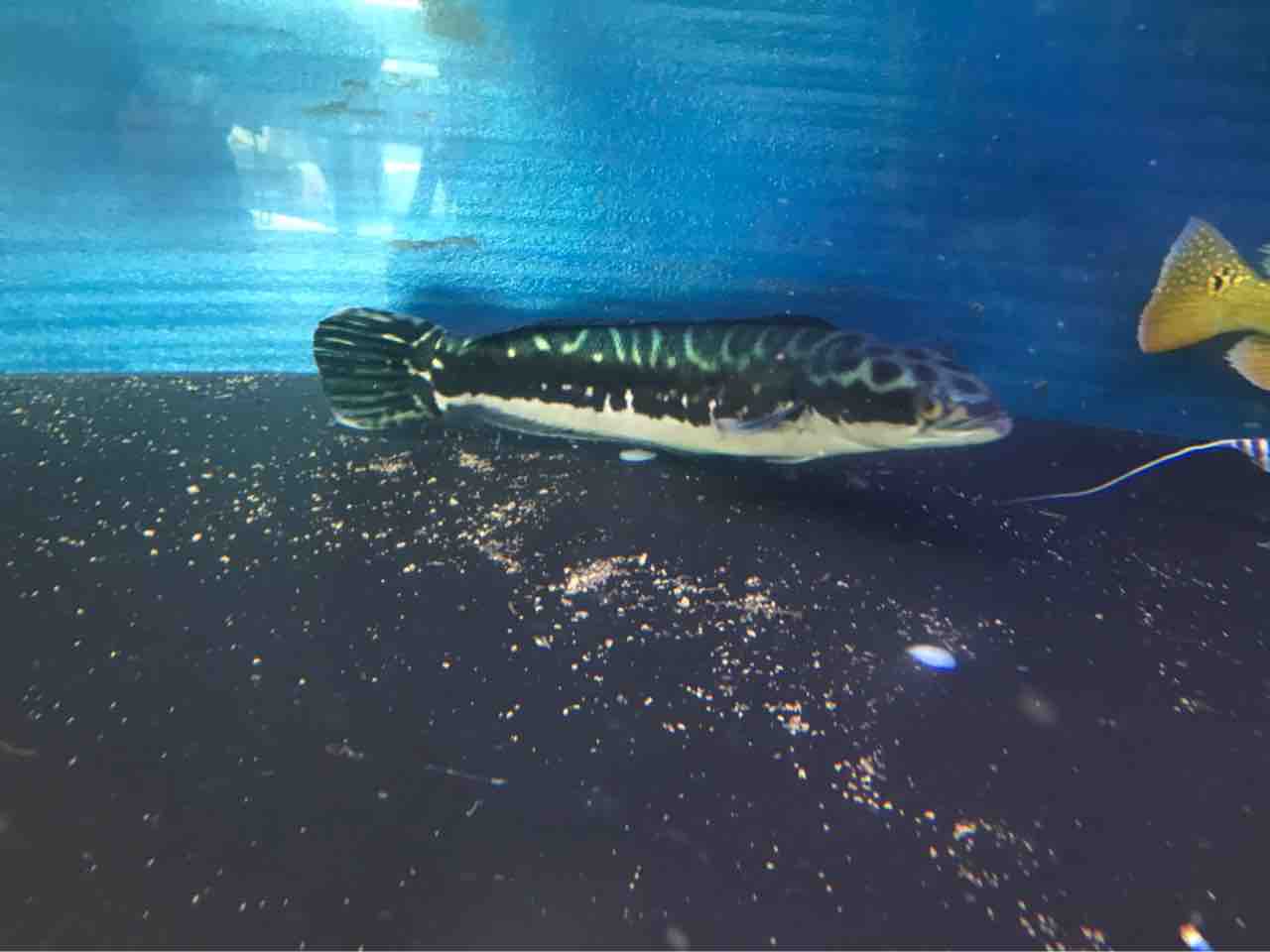 スネークヘッド40センチある無し : 大型熱帯魚屋 ZEEBRA