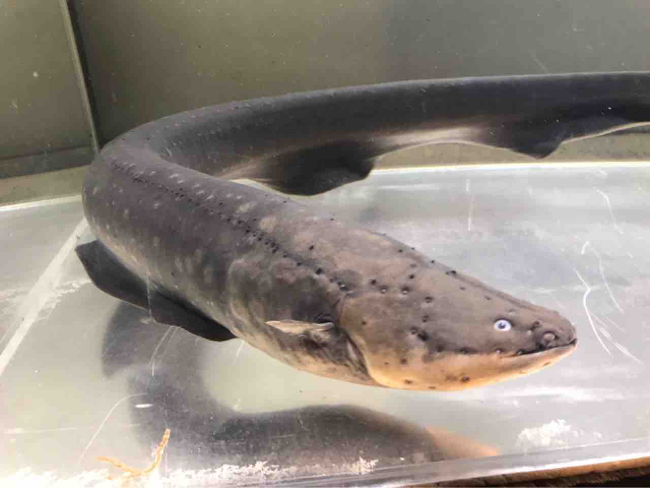 レアなメーター超え電気ウナギ入荷してます 大型熱帯魚屋 Zeebra レアなメーター超え電気ウナギ入荷してます 大型熱帯魚屋 Zeebra