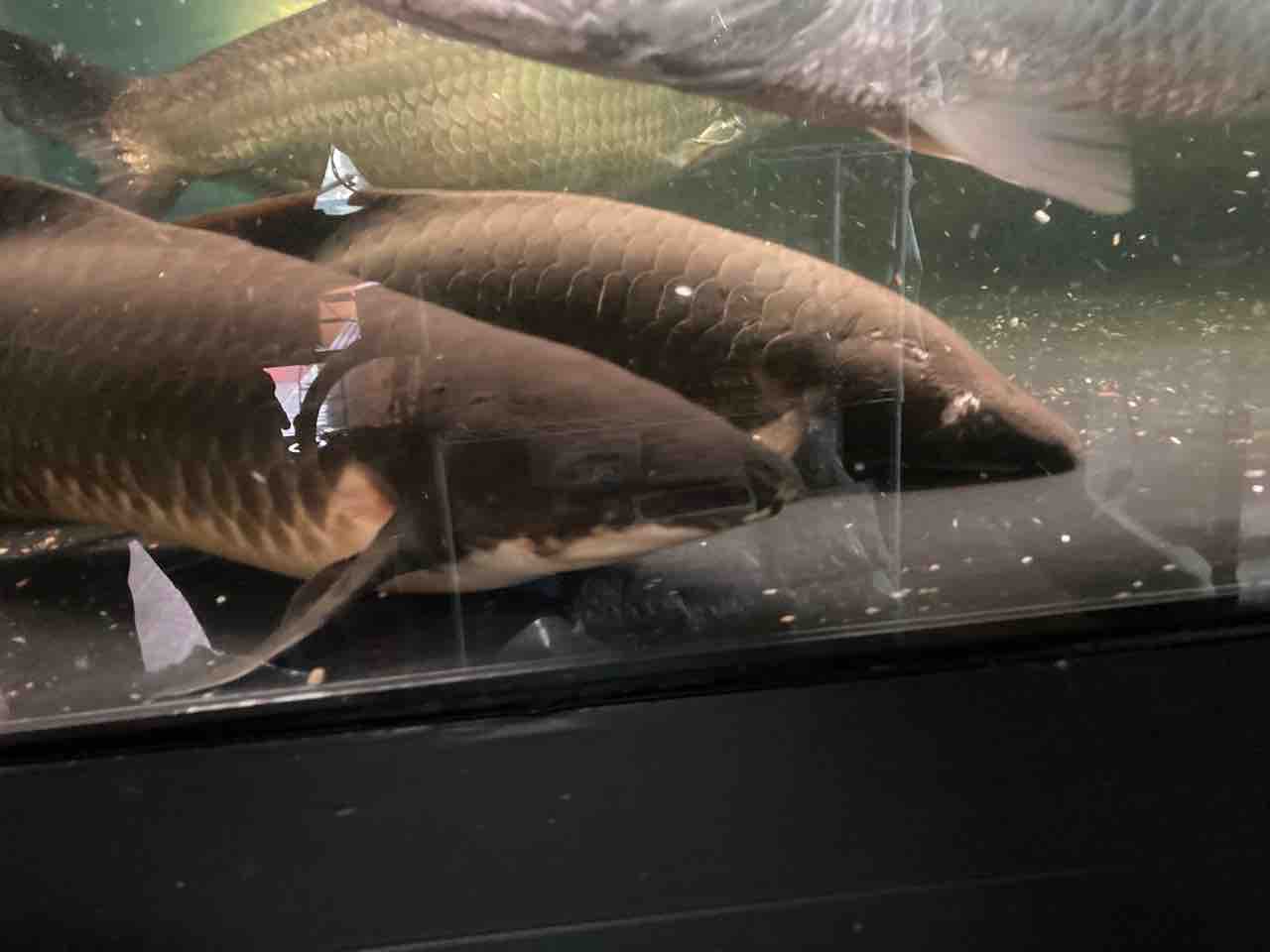 太いデカイ ネオケラ 大型熱帯魚屋 Zeebra 太いデカイ ネオケラ 大型熱帯魚屋 Zeebra