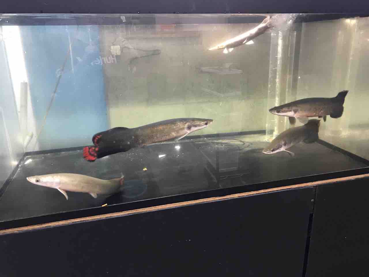 ピラルク入荷しました 大型熱帯魚屋 Zeebra