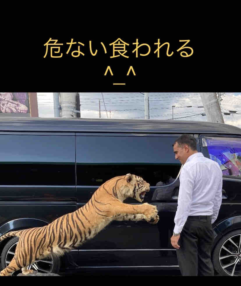 激渋かなり綺麗な虎入荷🐯 : 大型熱帯魚屋 ZEEBRA