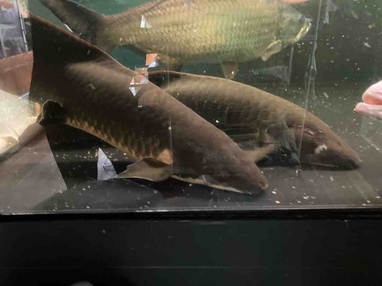 太いデカイ ネオケラ 大型熱帯魚屋 Zeebra 太いデカイ ネオケラ 大型熱帯魚屋 Zeebra