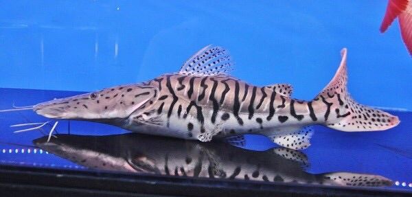 タイガーシャベルショート : 大型熱帯魚屋 ZEEBRA