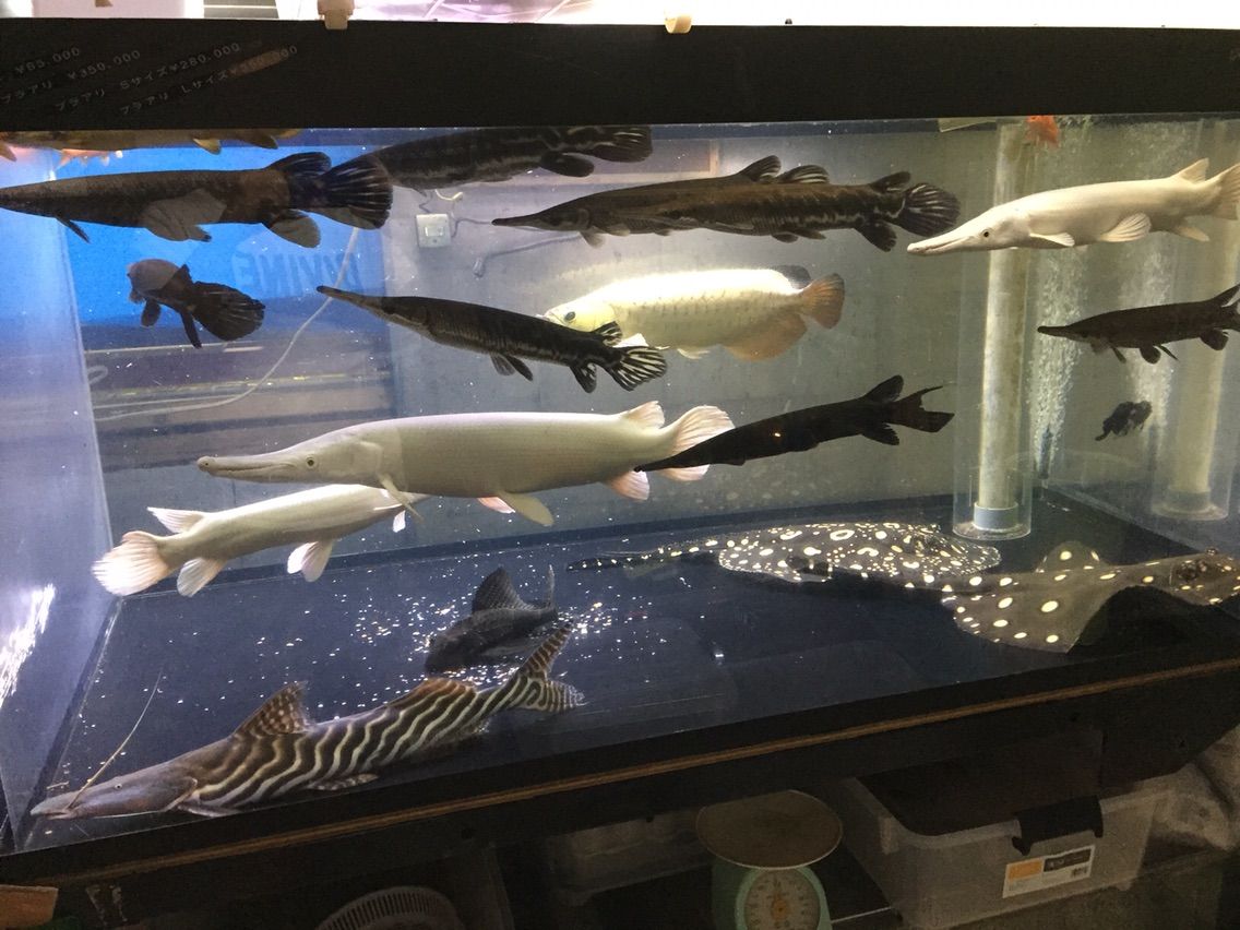 混泳水槽 大型熱帯魚屋 Zeebra 混泳水槽 大型熱帯魚屋 Zeebra