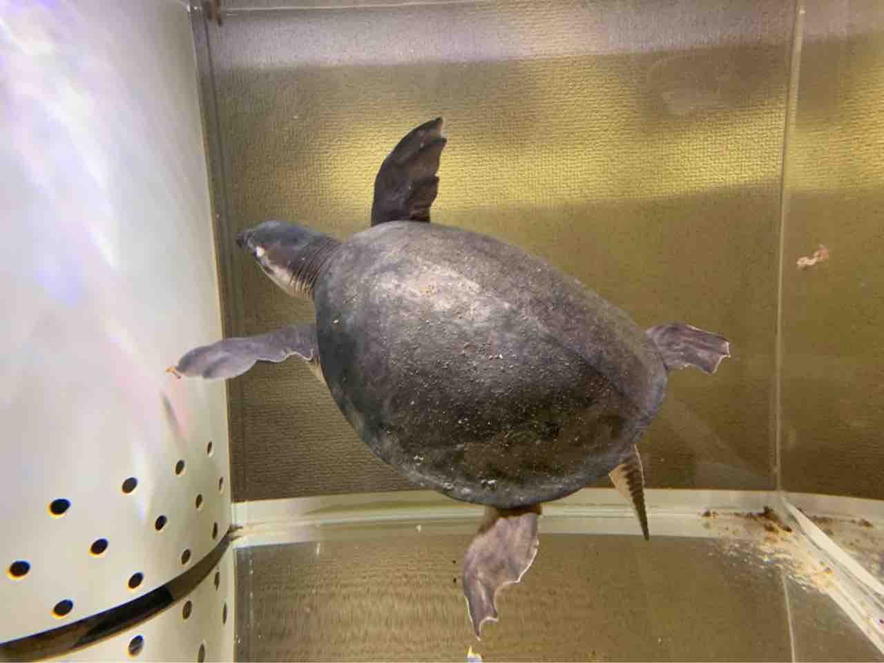 近日中にスッポンモドキ入荷します 大型熱帯魚屋 Zeebra 近日中にスッポンモドキ入荷します 大型熱帯魚屋 Zeebra
