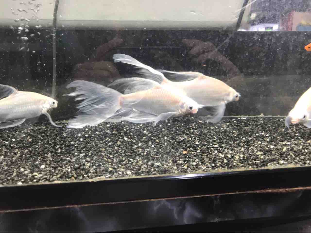 ヒレ長くバルブかなり面白い 入荷してます 大型熱帯魚屋 Zeebra ヒレ長くバルブかなり面白い 入荷してます 大型熱帯魚屋 Zeebra