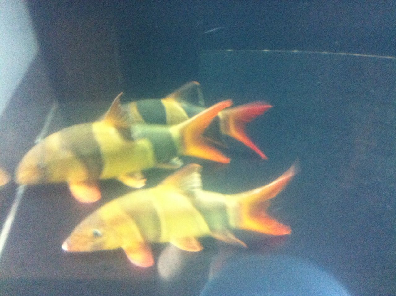 ジャンボクラウンローチ 大型熱帯魚屋 Zeebra