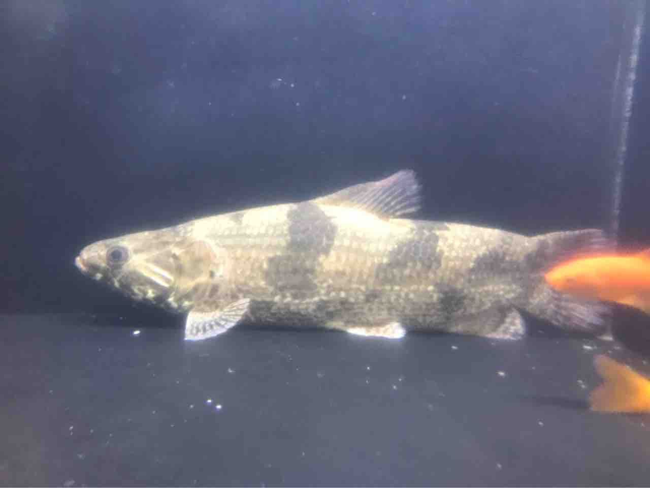 プリプリに太ったアイマラリアルタライロン ベネズエラ産入荷40