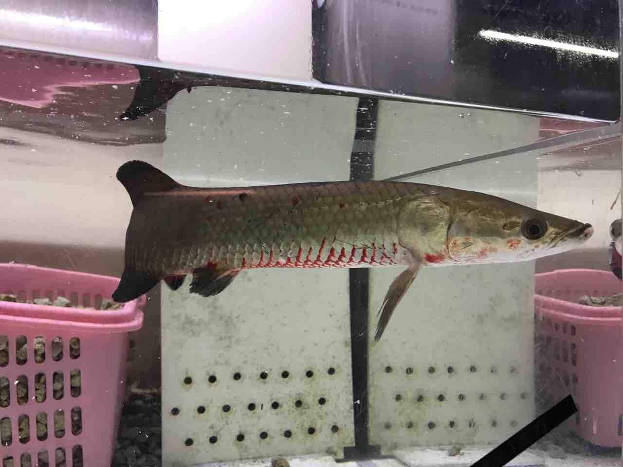 タイムセール 半額 レッドピラルク40センチ入荷 : 大型熱帯魚屋 ZEEBRA その他