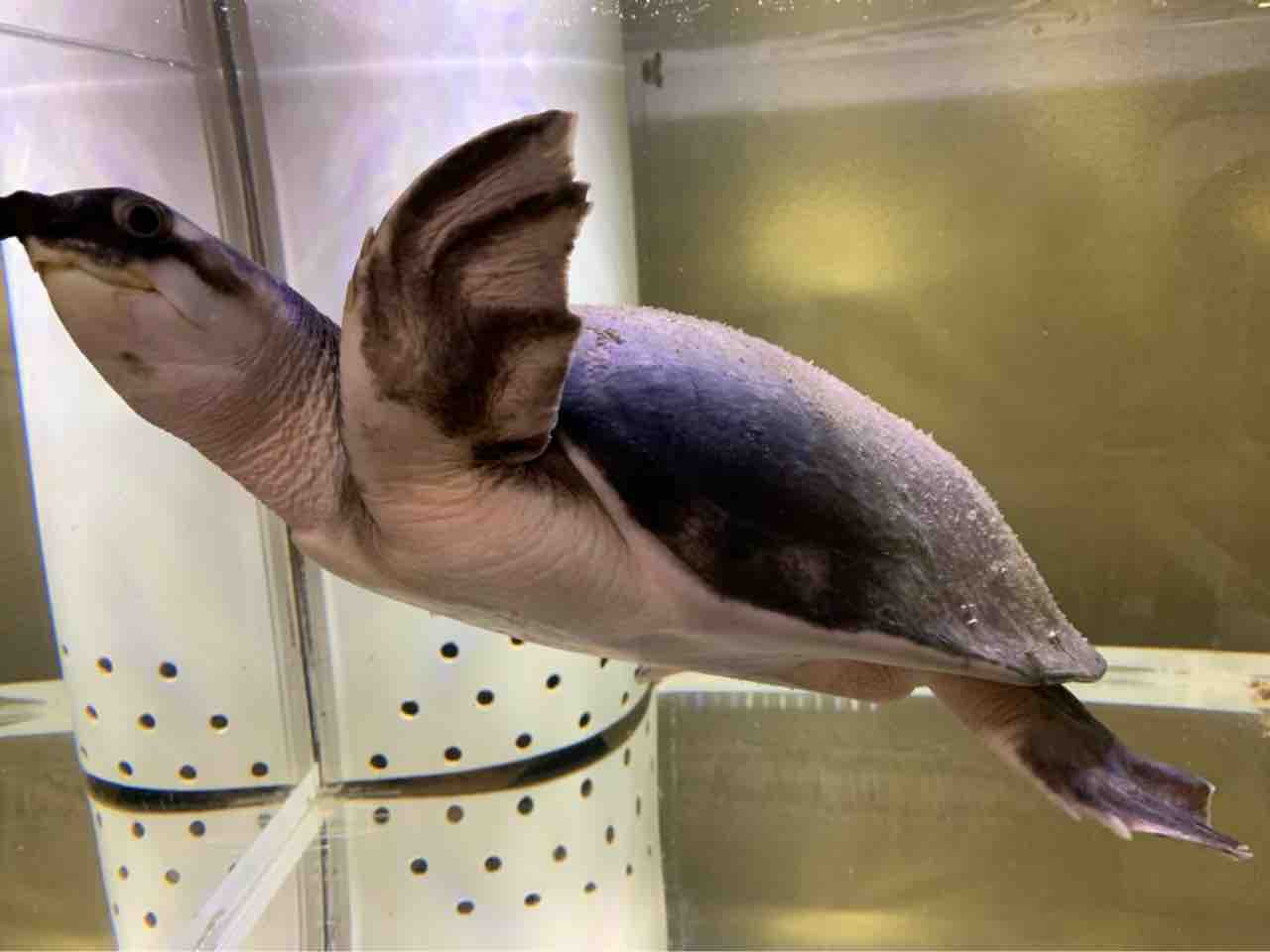 近日中にスッポンモドキ入荷します 大型熱帯魚屋 Zeebra 近日中にスッポンモドキ入荷します 大型熱帯魚屋 Zeebra
