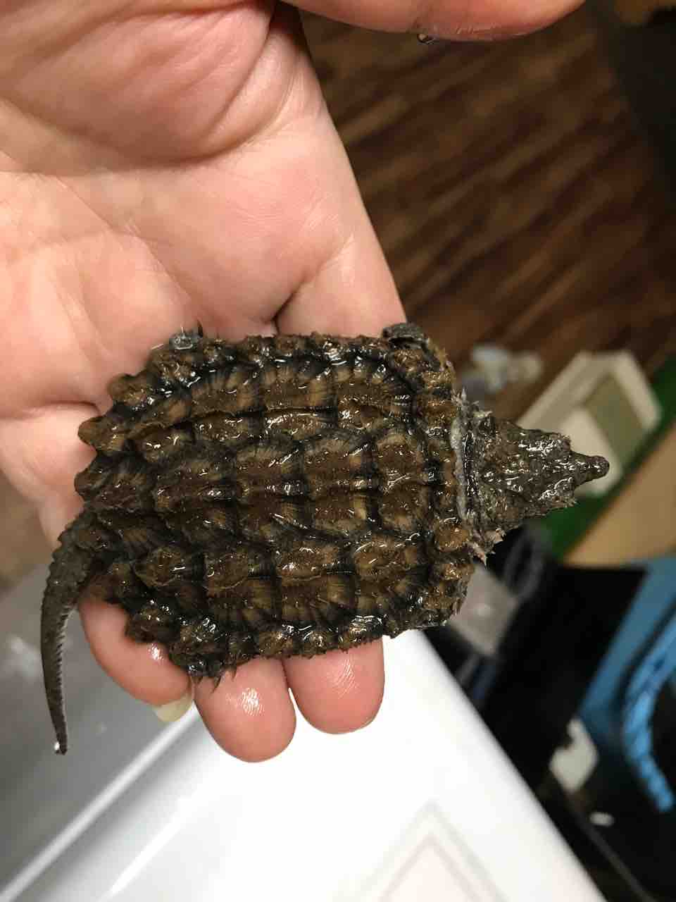 ゴールデンワニガメ入荷しました : 大型熱帯魚屋 ZEEBRA