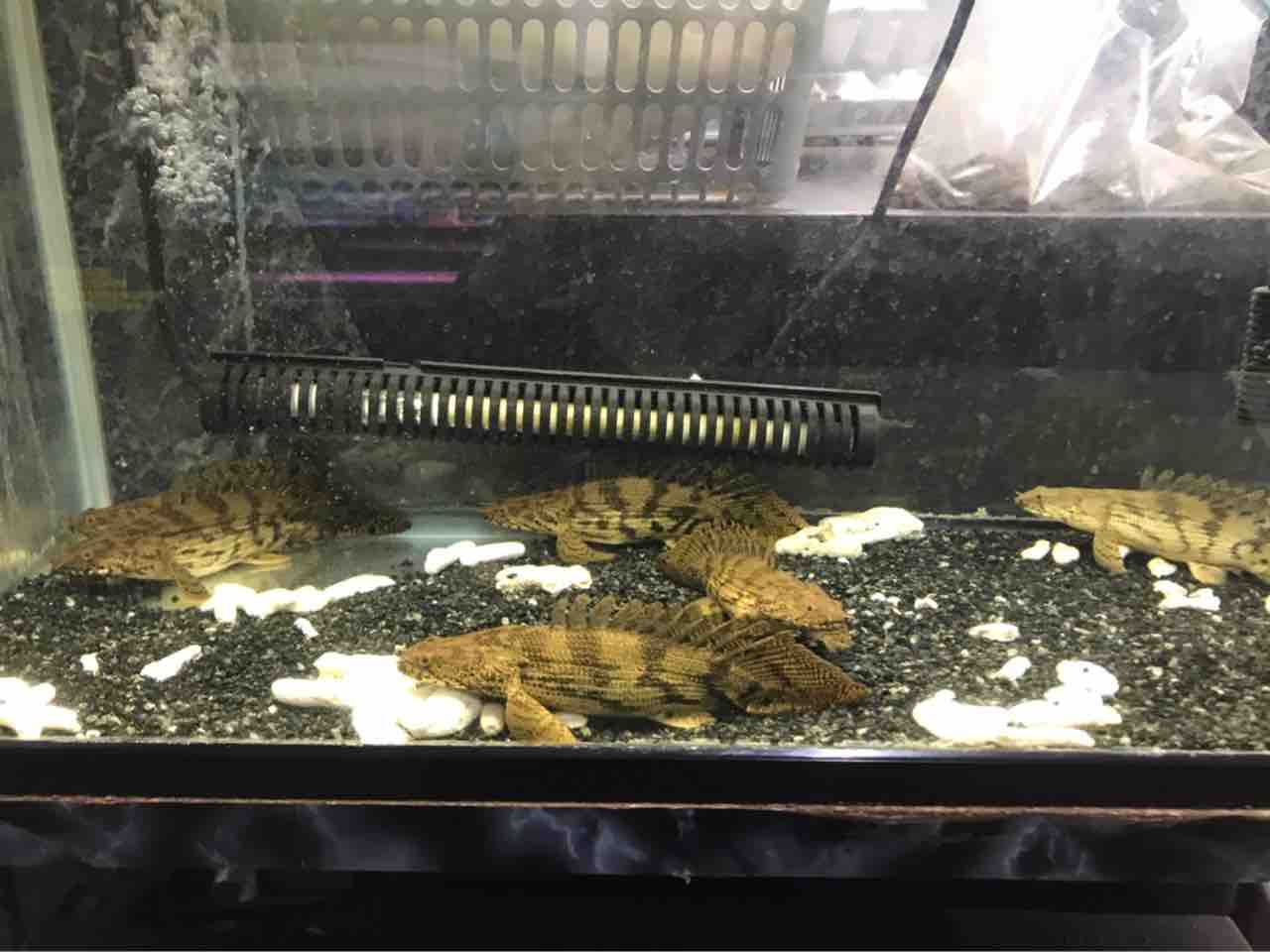 ショートベビーも太くなりすぎてパンパンで可愛いです 大型熱帯魚屋 Zeebra ショートベビーも太くなりすぎてパンパンで可愛いです 大型熱帯魚屋 Zeebra